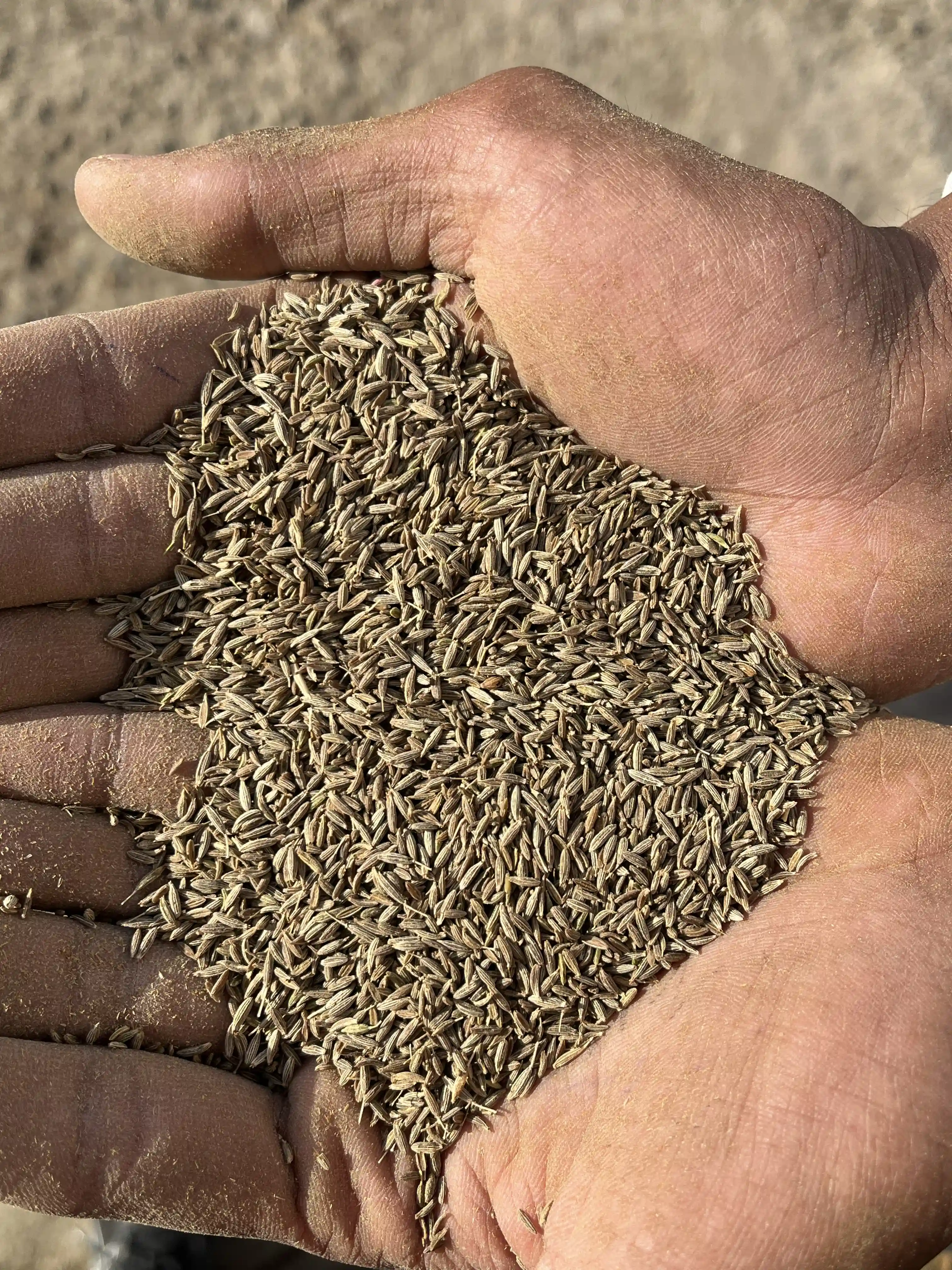 Cumin Seeds Export to Malaysia
